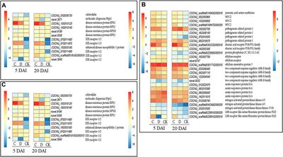 Transcriptome sequencing of Cocos nucifera leaves in response to Rhynchophorus ferrugineus infestation